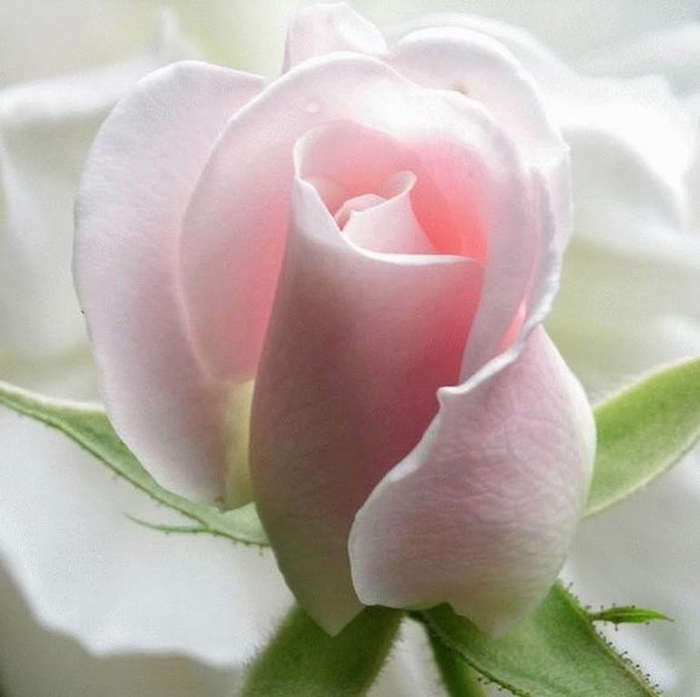 Pink-Rose-Flower-Wallpaper-9 - pink rose