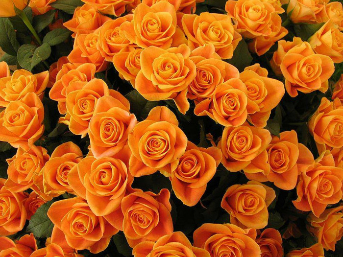 Orange-Rose-Flower-1 - orange rose