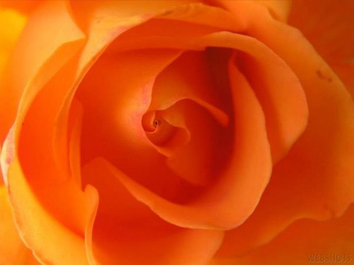 Orange-Rose-Flower-7