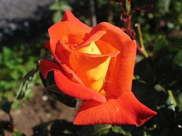 Orange-Rose-Flower-8 - orange rose