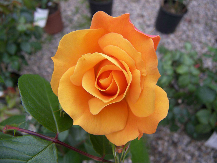 Orange-Rose-Flower-9 - orange rose