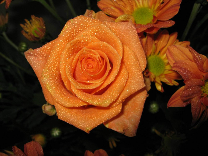 Orange-Rose-Flower-21 - orange rose