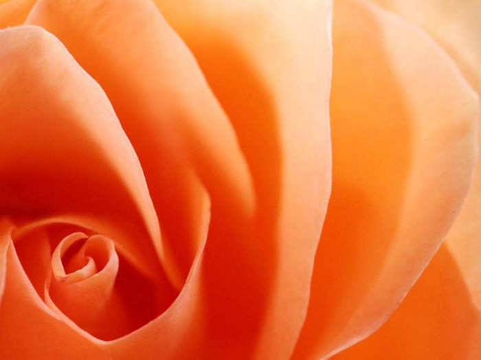 Orange-Rose-Flower-41 - orange rose