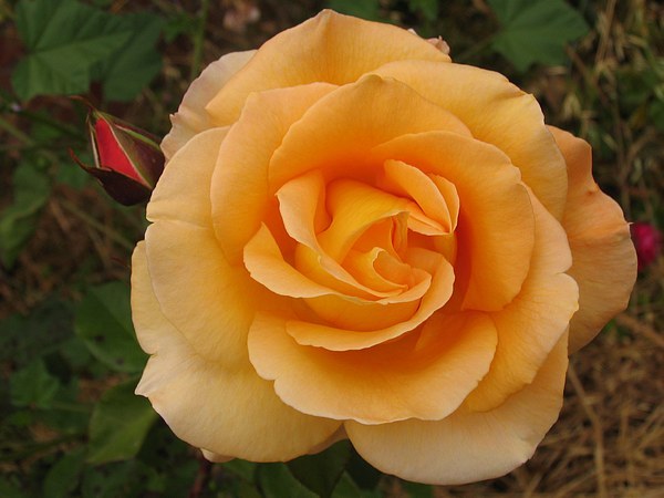 Orange-Rose-Flower-51