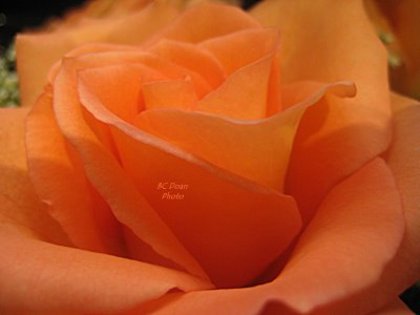 Orange-Rose-Flower-61 - orange rose