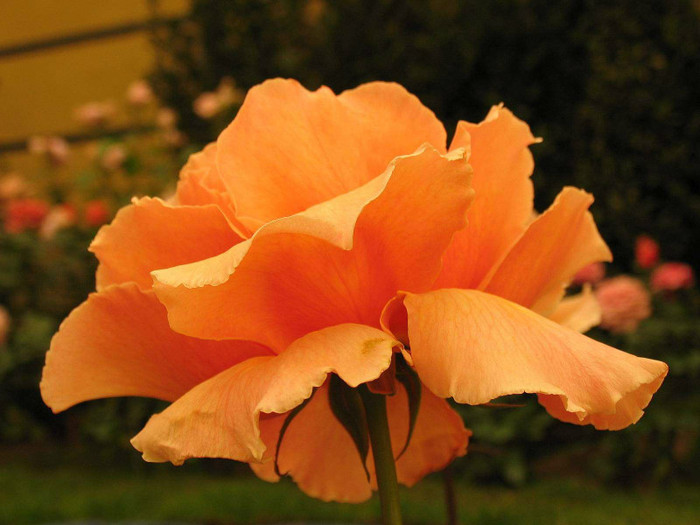 Orange-Rose-Flower-Corolla - orange rose