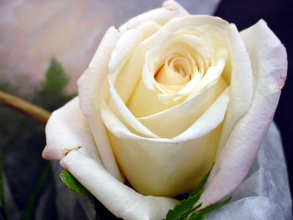 White-Rose-Flower-1 - white rose