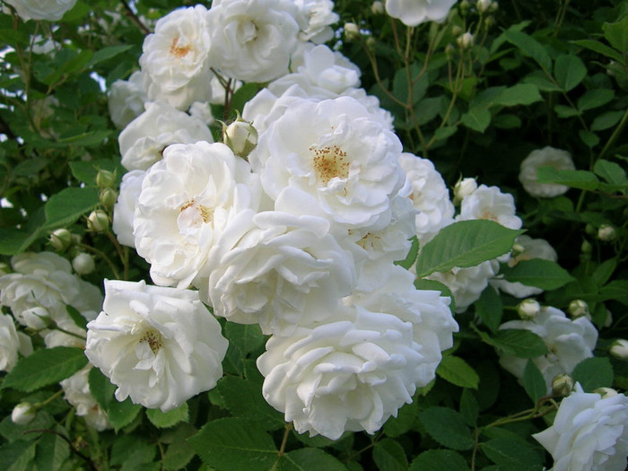 White-Rose-Flower-3 - white rose