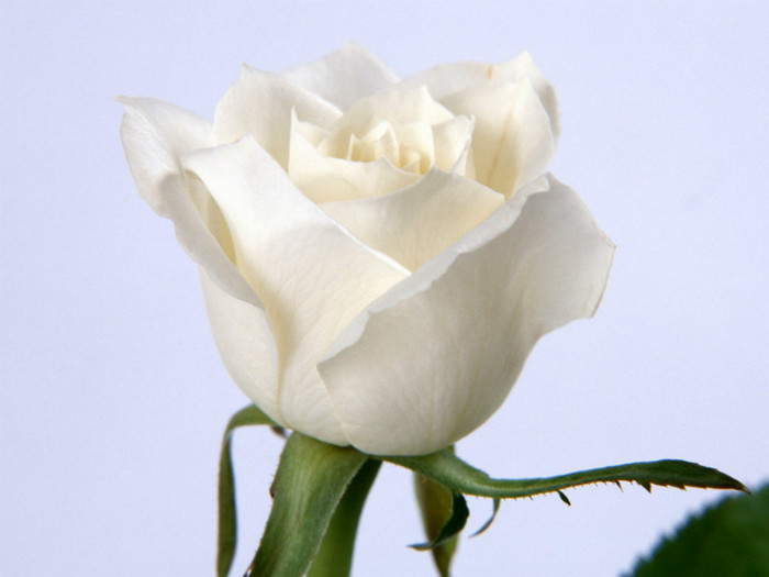 White-Rose-Flower-4 - white rose