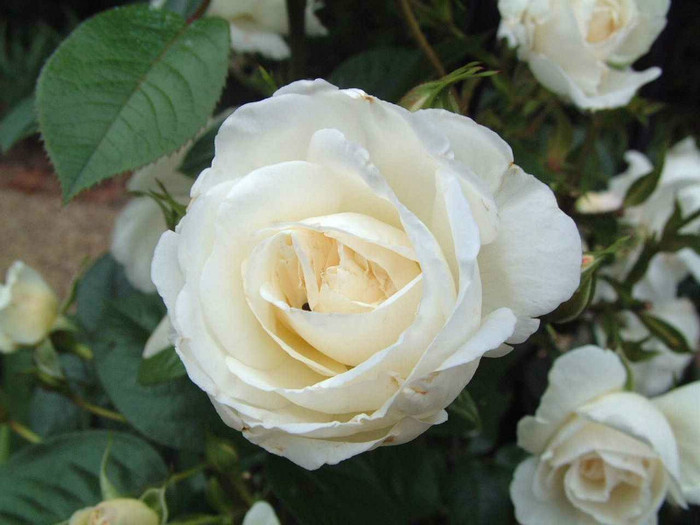 White-Rose-Flower-5 - white rose