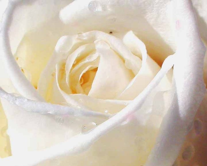 White-Rose-Flower-6
