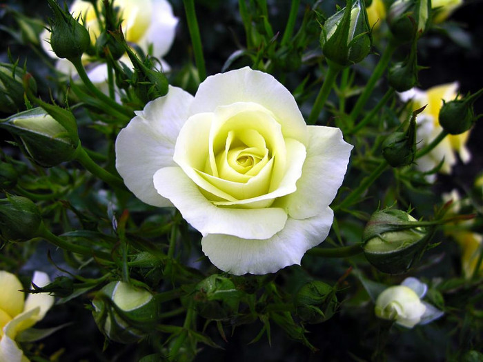 White-Rose-Flower-7 - white rose