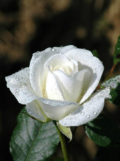 White-Rose-Flower-10 - white rose