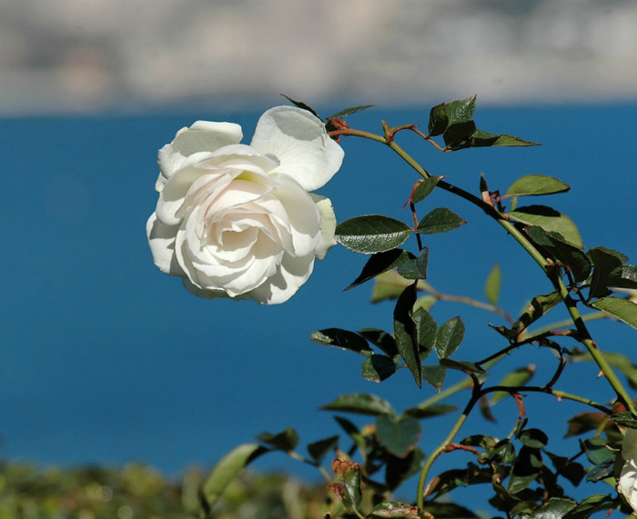 White-Rose-Flower-Wallpaper - white rose