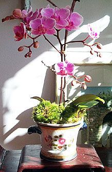 orhideea;