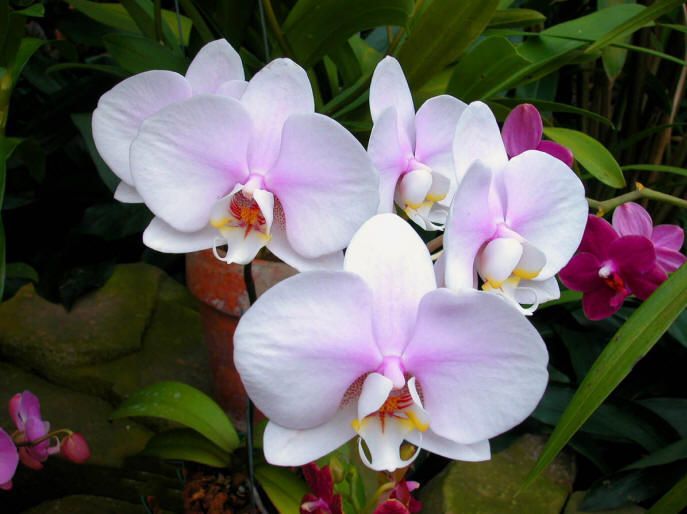 orhideeak