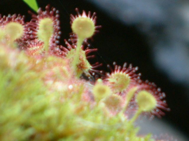 carnivorjg - plante carnivore