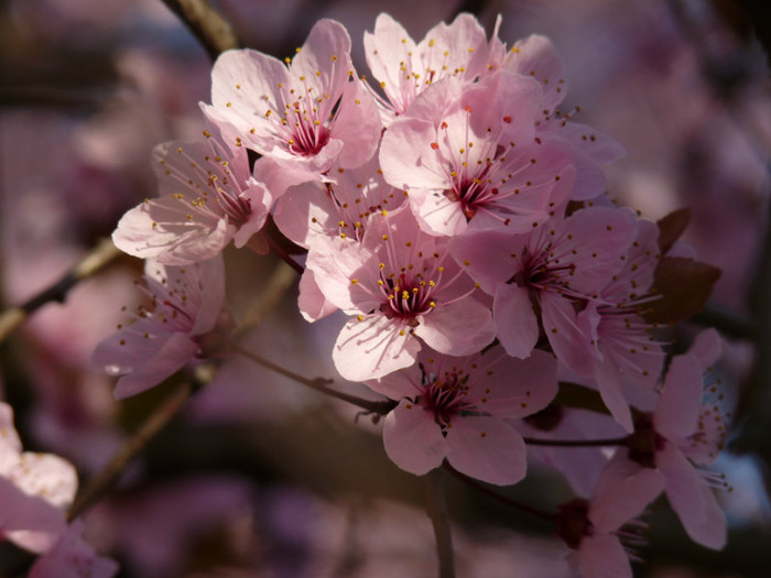 Sakura-Flower-Wallpaper-2 - sakura