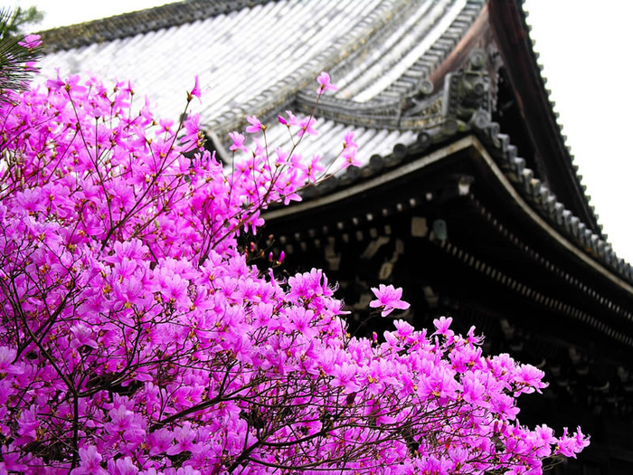 Sakura-Flower-Wallpaper-4