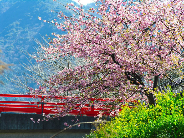 Sakura-Flower-Wallpaper-5 - sakura