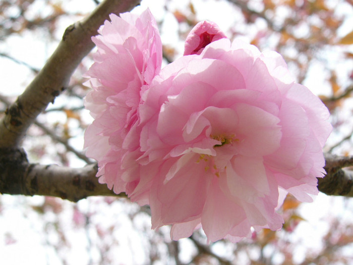 Sakura-Flower-Wallpaper-6 - sakura