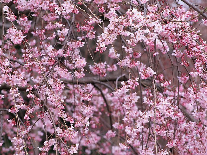 Sakura-Flower-Wallpaper-8 - sakura