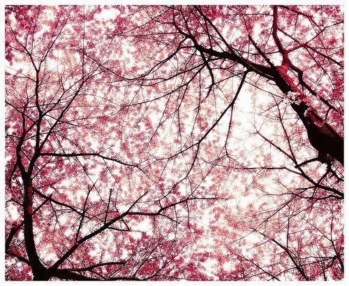 Sakura-Flower-Wallpaper-9 - sakura