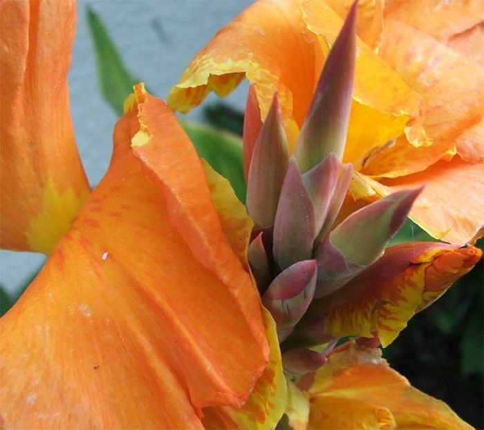 Canna-Flower-4 - canna