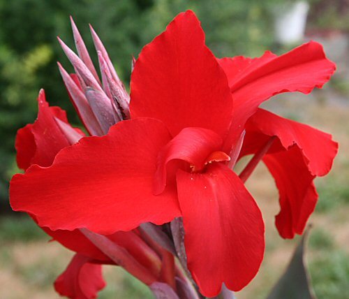 Canna-Flower-5