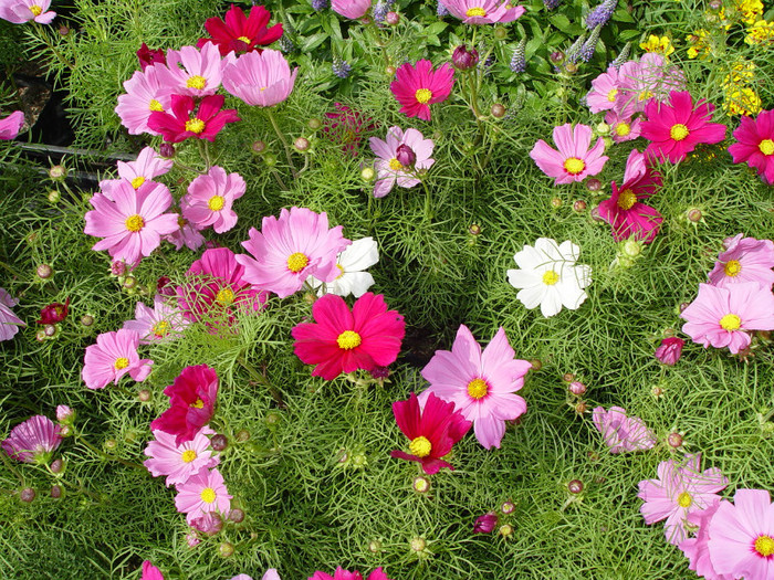 Cosmos-Flower-Wallpaper-1 - cosmos flower