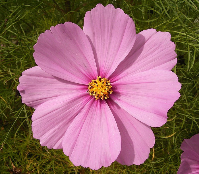 Cosmos-Flower-Wallpaper-4 - cosmos flower