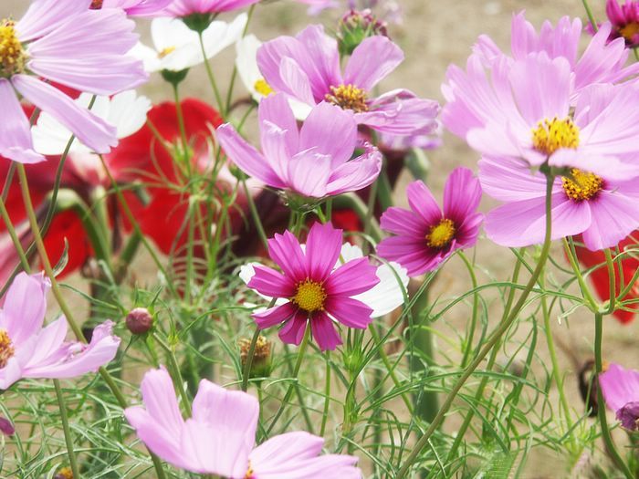 Cosmos-Flower-Wallpaper-8 - cosmos flower