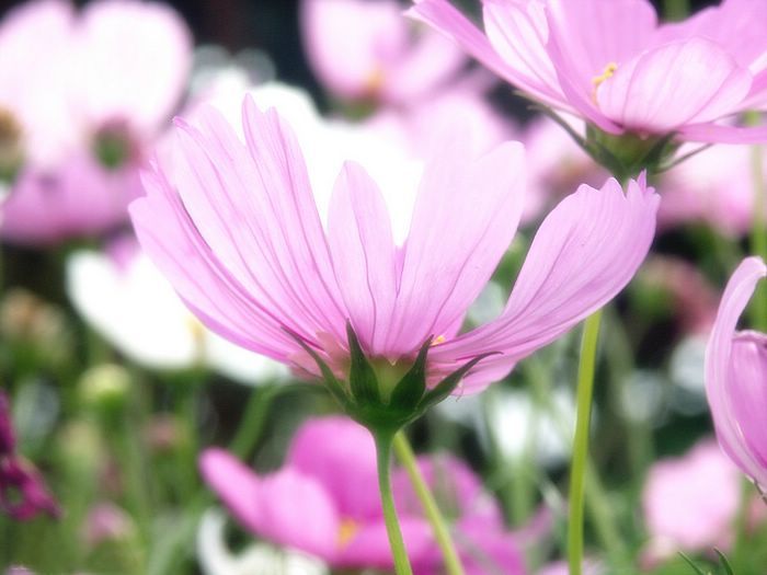 Cosmos-Flower-Wallpaper-9 - cosmos flower