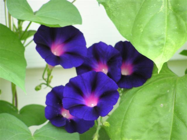 Morning-Glory-Black-Knight - morning glory