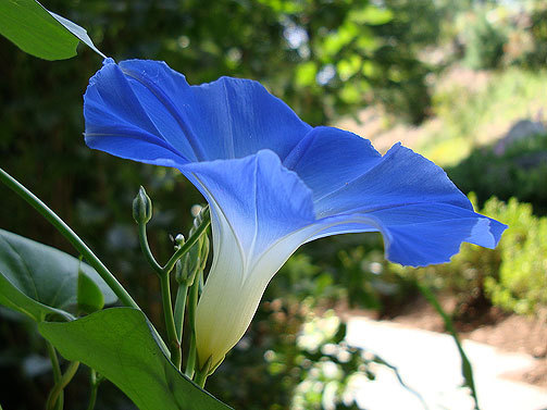 Morning-Glory-Flower-4 - morning glory