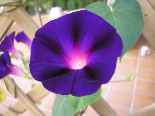 Morning-Glory-Flower-6 - morning glory