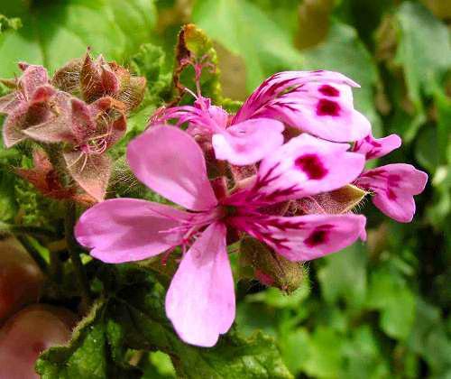 Geranium-Bourbon-4 - geranium flower