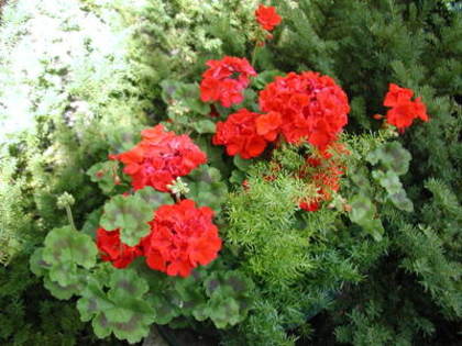 Geranium-Flower-Picture-1 - geranium flower