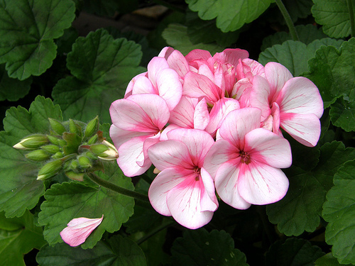 Geranium-Flower-Picture-2 - geranium flower