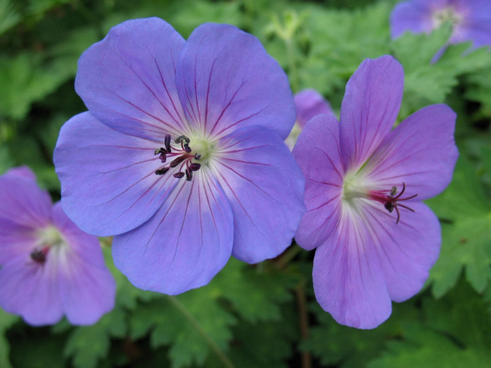 Geranium-Flower-Picture-3 - geranium flower