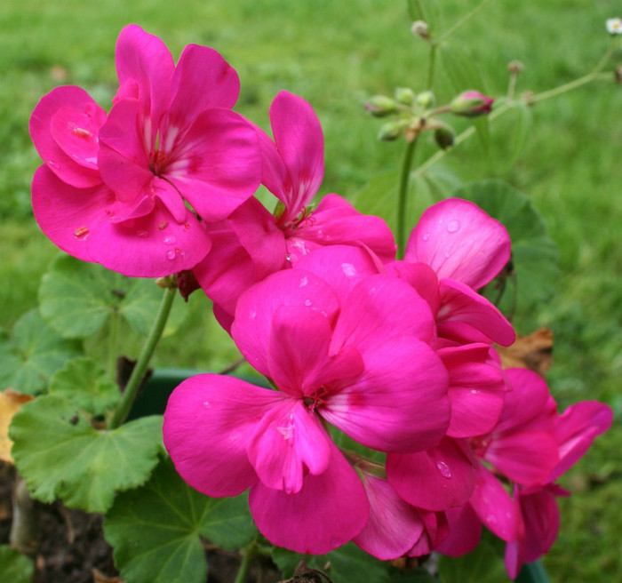 Geranium-Flower-Picture-4 - geranium flower