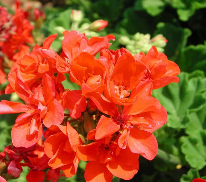 Geranium-Flower-Picture-6 - geranium flower