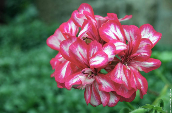 Geranium-Lierre