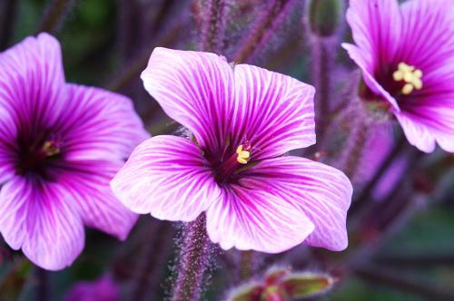 Geranium-Maderense - geranium flower