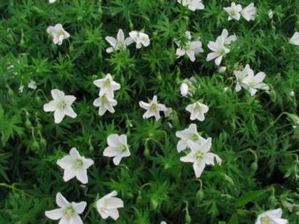 White-Geranium-Flower-Picture - geranium flower
