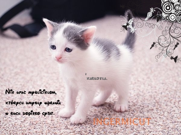 60 - adopta o pisicutza