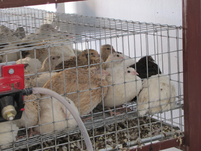 Vechea locatie... prepelite ouatoare...