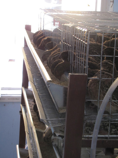 Vechea locatie... prepelite ouatoare...