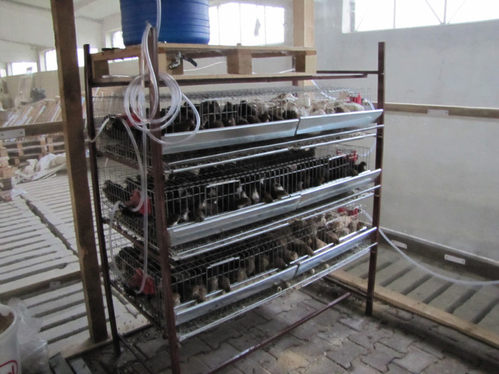 Vechea locatie... prepelite ouatoare...