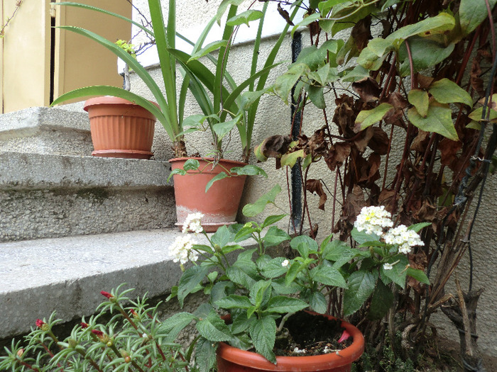 CIMG7622 - FLORILE  ANULUI  2011